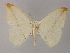  (Psilocerea AH01 - BC ZSM Lep 60312)  @14 [ ] CreativeCommons - Attribution Non-Commercial Share-Alike (2011) Axel Hausmann/Bavarian State Collection of Zoology (ZSM) SNSB, Zoologische Staatssammlung Muenchen