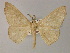  ( - BC ZSM Lep 60326)  @14 [ ] CreativeCommons - Attribution Non-Commercial Share-Alike (2011) Axel Hausmann/Bavarian State Collection of Zoology (ZSM) SNSB, Zoologische Staatssammlung Muenchen