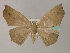  (Miantochora AH03 - BC ZSM Lep 60327)  @13 [ ] CreativeCommons - Attribution Non-Commercial Share-Alike (2011) Axel Hausmann/Bavarian State Collection of Zoology (ZSM) SNSB, Zoologische Staatssammlung Muenchen