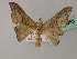  (Psilocladia AH02 - BC ZSM Lep 60353)  @14 [ ] CreativeCommons - Attribution Non-Commercial Share-Alike (2011) Axel Hausmann/Bavarian State Collection of Zoology (ZSM) SNSB, Zoologische Staatssammlung Muenchen