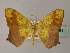  ( - BC ZSM Lep 60361)  @11 [ ] CreativeCommons - Attribution Non-Commercial Share-Alike (2011) Axel Hausmann/Bavarian State Collection of Zoology (ZSM) SNSB, Zoologische Staatssammlung Muenchen