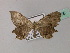  ( - BC ZSM Lep 60375)  @12 [ ] CreativeCommons - Attribution Non-Commercial Share-Alike (2011) Axel Hausmann/Bavarian State Collection of Zoology (ZSM) SNSB, Zoologische Staatssammlung Muenchen