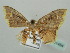  (Chrysocraspeda AH02Ke - BC ZSM Lep 41454)  @13 [ ] CreativeCommons - Attribution Non-Commercial Share-Alike (2011) Axel Hausmann/Bavarian State Collection of Zoology (ZSM) SNSB, Zoologische Staatssammlung Muenchen