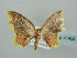  (Chrysocraspeda AH03Ke - BC ZSM Lep 41455)  @12 [ ] CreativeCommons - Attribution Non-Commercial Share-Alike (2011) Axel Hausmann/Bavarian State Collection of Zoology (ZSM) SNSB, Zoologische Staatssammlung Muenchen