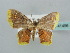  (Chrysocraspeda AH04Ke - BC ZSM Lep 41456)  @13 [ ] CreativeCommons - Attribution Non-Commercial Share-Alike (2011) Axel Hausmann/Bavarian State Collection of Zoology (ZSM) SNSB, Zoologische Staatssammlung Muenchen