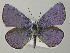  (Plebejus pylaon cleopatra - BC ZSM Lep 56974)  @14 [ ] CreativeCommons - Attribution Non-Commercial Share-Alike (2011) Axel Hausmann/Bavarian State Collection of Zoology (ZSM) SNSB, Zoologische Staatssammlung Muenchen