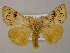  (Euproctis susanna - BC ZSM Lep 56978)  @13 [ ] CreativeCommons - Attribution Non-Commercial Share-Alike (2011) Axel Hausmann/Bavarian State Collection of Zoology (ZSM) SNSB, Zoologische Staatssammlung Muenchen