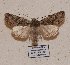  (Dichonia aeruginea - BC ZSM Lep 57009)  @13 [ ] Copyright (2011) Axel Hausmann/Bavarian State Collection of Zoology (ZSM) SNSB, Zoologische Staatssammlung Muenchen