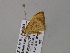  (Plateoplia AH01Za - BC ZSM Lep 57055)  @12 [ ] CreativeCommons - Attribution Non-Commercial Share-Alike (2011) Axel Hausmann/Bavarian State Collection of Zoology (ZSM) SNSB, Zoologische Staatssammlung Muenchen