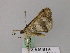  (Chiasmia AH03Za - BC ZSM Lep 57057)  @12 [ ] CreativeCommons - Attribution Non-Commercial Share-Alike (2011) Axel Hausmann/Bavarian State Collection of Zoology (ZSM) SNSB, Zoologische Staatssammlung Muenchen