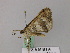  ( - BC ZSM Lep 57057)  @12 [ ] CreativeCommons - Attribution Non-Commercial Share-Alike (2011) Axel Hausmann/Bavarian State Collection of Zoology (ZSM) SNSB, Zoologische Staatssammlung Muenchen