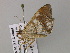  ( - BC ZSM Lep 57058)  @12 [ ] CreativeCommons - Attribution Non-Commercial Share-Alike (2011) Axel Hausmann/Bavarian State Collection of Zoology (ZSM) SNSB, Zoologische Staatssammlung Muenchen