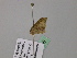  (Idaea AH02Za - BC ZSM Lep 57095)  @12 [ ] CreativeCommons - Attribution Non-Commercial Share-Alike (2011) Axel Hausmann/Bavarian State Collection of Zoology (ZSM) SNSB, Zoologische Staatssammlung Muenchen