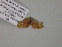  (Idaea AH03Za - BC ZSM Lep 57107)  @13 [ ] CreativeCommons - Attribution Non-Commercial Share-Alike (2011) Axel Hausmann/Bavarian State Collection of Zoology (ZSM) SNSB, Zoologische Staatssammlung Muenchen
