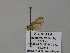  (Idaea AH04Za - BC ZSM Lep 57110)  @12 [ ] CreativeCommons - Attribution Non-Commercial Share-Alike (2011) Axel Hausmann/Bavarian State Collection of Zoology (ZSM) SNSB, Zoologische Staatssammlung Muenchen