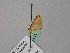  (Heterostegane AH01Za - BC ZSM Lep 57111)  @11 [ ] CreativeCommons - Attribution Non-Commercial Share-Alike (2011) Axel Hausmann/Bavarian State Collection of Zoology (ZSM) SNSB, Zoologische Staatssammlung Muenchen