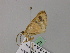  ( - BC ZSM Lep 57128)  @12 [ ] CreativeCommons - Attribution Non-Commercial Share-Alike (2011) Axel Hausmann/Bavarian State Collection of Zoology (ZSM) SNSB, Zoologische Staatssammlung Muenchen