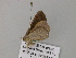  ( - BC ZSM Lep 57134)  @12 [ ] CreativeCommons - Attribution Non-Commercial Share-Alike (2011) Axel Hausmann/Bavarian State Collection of Zoology (ZSM) SNSB, Zoologische Staatssammlung Muenchen
