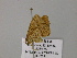  ( - BC ZSM Lep 57140)  @11 [ ] CreativeCommons - Attribution Non-Commercial Share-Alike (2011) Axel Hausmann/Bavarian State Collection of Zoology (ZSM) SNSB, Zoologische Staatssammlung Muenchen