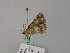  ( - BC ZSM Lep 57143)  @12 [ ] CreativeCommons - Attribution Non-Commercial Share-Alike (2011) Axel Hausmann/Bavarian State Collection of Zoology (ZSM) SNSB, Zoologische Staatssammlung Muenchen