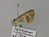  ( - BC ZSM Lep 57145)  @12 [ ] CreativeCommons - Attribution Non-Commercial Share-Alike (2011) Axel Hausmann/Bavarian State Collection of Zoology (ZSM) SNSB, Zoologische Staatssammlung Muenchen