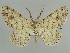  (Glena sucula - BC ZSM Lep 59079)  @11 [ ] CreativeCommons - Attribution Non-Commercial Share-Alike (2011) Axel Hausmann/Bavarian State Collection of Zoology (ZSM) SNSB, Zoologische Staatssammlung Muenchen