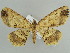  (Melanolophia mallea - BC ZSM Lep 59113)  @14 [ ] CreativeCommons - Attribution Non-Commercial Share-Alike (2011) Axel Hausmann/Bavarian State Collection of Zoology (ZSM) SNSB, Zoologische Staatssammlung Muenchen