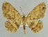  ( - BC ZSM Lep 59116)  @11 [ ] CreativeCommons - Attribution Non-Commercial Share-Alike (2011) Axel Hausmann/Bavarian State Collection of Zoology (ZSM) SNSB, Zoologische Staatssammlung Muenchen