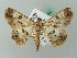  (Iridopsis AH01FG - BC ZSM Lep 52800)  @11 [ ] CreativeCommons - Attribution Non-Commercial Share-Alike (2011) Axel Hausmann/Bavarian State Collection of Zoology (ZSM) SNSB, Zoologische Staatssammlung Muenchen