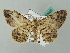  (Iridopsis AH03FG - BC ZSM Lep 52803)  @11 [ ] CreativeCommons - Attribution Non-Commercial Share-Alike (2011) Axel Hausmann/Bavarian State Collection of Zoology (ZSM) SNSB, Zoologische Staatssammlung Muenchen