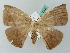  (Oxydia AH01FG - BC ZSM Lep 52806)  @11 [ ] CreativeCommons - Attribution Non-Commercial Share-Alike (2011) Axel Hausmann/Bavarian State Collection of Zoology (ZSM) SNSB, Zoologische Staatssammlung Muenchen