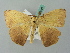  (Herbita AH02FG - BC ZSM Lep 52807)  @11 [ ] CreativeCommons - Attribution Non-Commercial Share-Alike (2011) Axel Hausmann/Bavarian State Collection of Zoology (ZSM) SNSB, Zoologische Staatssammlung Muenchen