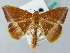  (Pyrinia AH01FG - BC ZSM Lep 52816)  @11 [ ] CreativeCommons - Attribution Non-Commercial Share-Alike (2011) Axel Hausmann/Bavarian State Collection of Zoology (ZSM) SNSB, Zoologische Staatssammlung Muenchen