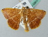  (Pyrinia AH02FG - BC ZSM Lep 52817)  @11 [ ] CreativeCommons - Attribution Non-Commercial Share-Alike (2011) Axel Hausmann/Bavarian State Collection of Zoology (ZSM) SNSB, Zoologische Staatssammlung Muenchen