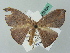  (Halesa AH04FG - BC ZSM Lep 52830)  @11 [ ] CreativeCommons - Attribution Non-Commercial Share-Alike (2011) Axel Hausmann/Bavarian State Collection of Zoology (ZSM) SNSB, Zoologische Staatssammlung Muenchen