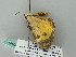  ( - BC ZSM Lep 52860)  @13 [ ] CreativeCommons - Attribution Non-Commercial Share-Alike (2011) Axel Hausmann/Bavarian State Collection of Zoology (ZSM) SNSB, Zoologische Staatssammlung Muenchen