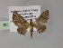  (Eupithecia AH02Ph - BC ZSM Lep 55447)  @11 [ ] CreativeCommons - Attribution Non-Commercial Share-Alike (2011) Axel Hausmann/Bavarian State Collection of Zoology (ZSM) SNSB, Zoologische Staatssammlung Muenchen