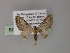  (Eupithecia AH04Ph - BC ZSM Lep 55448)  @11 [ ] CreativeCommons - Attribution Non-Commercial Share-Alike (2011) Axel Hausmann/Bavarian State Collection of Zoology (ZSM) SNSB, Zoologische Staatssammlung Muenchen