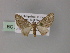  ( - BC ZSM Lep 55451)  @11 [ ] CreativeCommons - Attribution Non-Commercial Share-Alike (2011) Axel Hausmann/Bavarian State Collection of Zoology (ZSM) SNSB, Zoologische Staatssammlung Muenchen