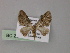  ( - BC ZSM Lep 55454)  @11 [ ] CreativeCommons - Attribution Non-Commercial Share-Alike (2011) Axel Hausmann/Bavarian State Collection of Zoology (ZSM) SNSB, Zoologische Staatssammlung Muenchen