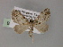  (Eupithecia AH07Ph - BC ZSM Lep 55455)  @11 [ ] CreativeCommons - Attribution Non-Commercial Share-Alike (2011) Axel Hausmann/Bavarian State Collection of Zoology (ZSM) SNSB, Zoologische Staatssammlung Muenchen