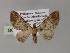  (Eupithecia AH09Ph - BC ZSM Lep 55457)  @11 [ ] CreativeCommons - Attribution Non-Commercial Share-Alike (2011) Axel Hausmann/Bavarian State Collection of Zoology (ZSM) SNSB, Zoologische Staatssammlung Muenchen