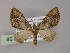  (Eupithecia AH12Ph - BC ZSM Lep 55465)  @11 [ ] CreativeCommons - Attribution Non-Commercial Share-Alike (2011) Axel Hausmann/Bavarian State Collection of Zoology (ZSM) SNSB, Zoologische Staatssammlung Muenchen
