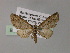  (Eupithecia AH15Ph - BC ZSM Lep 55470)  @11 [ ] CreativeCommons - Attribution Non-Commercial Share-Alike (2011) Axel Hausmann/Bavarian State Collection of Zoology (ZSM) SNSB, Zoologische Staatssammlung Muenchen