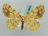 (Exangerona prattaria - BC ZSM Lep 58022)  @13 [ ] CreativeCommons - Attribution Non-Commercial Share-Alike (2011) Axel Hausmann/Bavarian State Collection of Zoology (ZSM) SNSB, Zoologische Staatssammlung Muenchen
