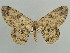  (Zeuctoboarmia bipandata - BC ZSM Lep 59143)  @15 [ ] CreativeCommons - Attribution Non-Commercial Share-Alike (2011) Axel Hausmann/Bavarian State Collection of Zoology (ZSM) SNSB, Zoologische Staatssammlung Muenchen