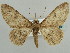  (Ascotis imparata - BC ZSM Lep 59151)  @11 [ ] CreativeCommons - Attribution Non-Commercial Share-Alike (2011) Axel Hausmann/Bavarian State Collection of Zoology (ZSM) SNSB, Zoologische Staatssammlung Muenchen