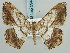  (Chiasmia affinis - BC ZSM Lep 59447)  @11 [ ] CreativeCommons - Attribution Non-Commercial Share-Alike (2011) Axel Hausmann/Bavarian State Collection of Zoology (ZSM) SNSB, Zoologische Staatssammlung Muenchen