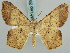  ( - BC ZSM Lep 59453)  @14 [ ] CreativeCommons - Attribution Non-Commercial Share-Alike (2011) Axel Hausmann/Bavarian State Collection of Zoology (ZSM) SNSB, Zoologische Staatssammlung Muenchen