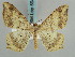  (Macaria adrasata - BC ZSM Lep 59470)  @11 [ ] CreativeCommons - Attribution Non-Commercial Share-Alike (2011) Axel Hausmann/Bavarian State Collection of Zoology (ZSM) SNSB, Zoologische Staatssammlung Muenchen